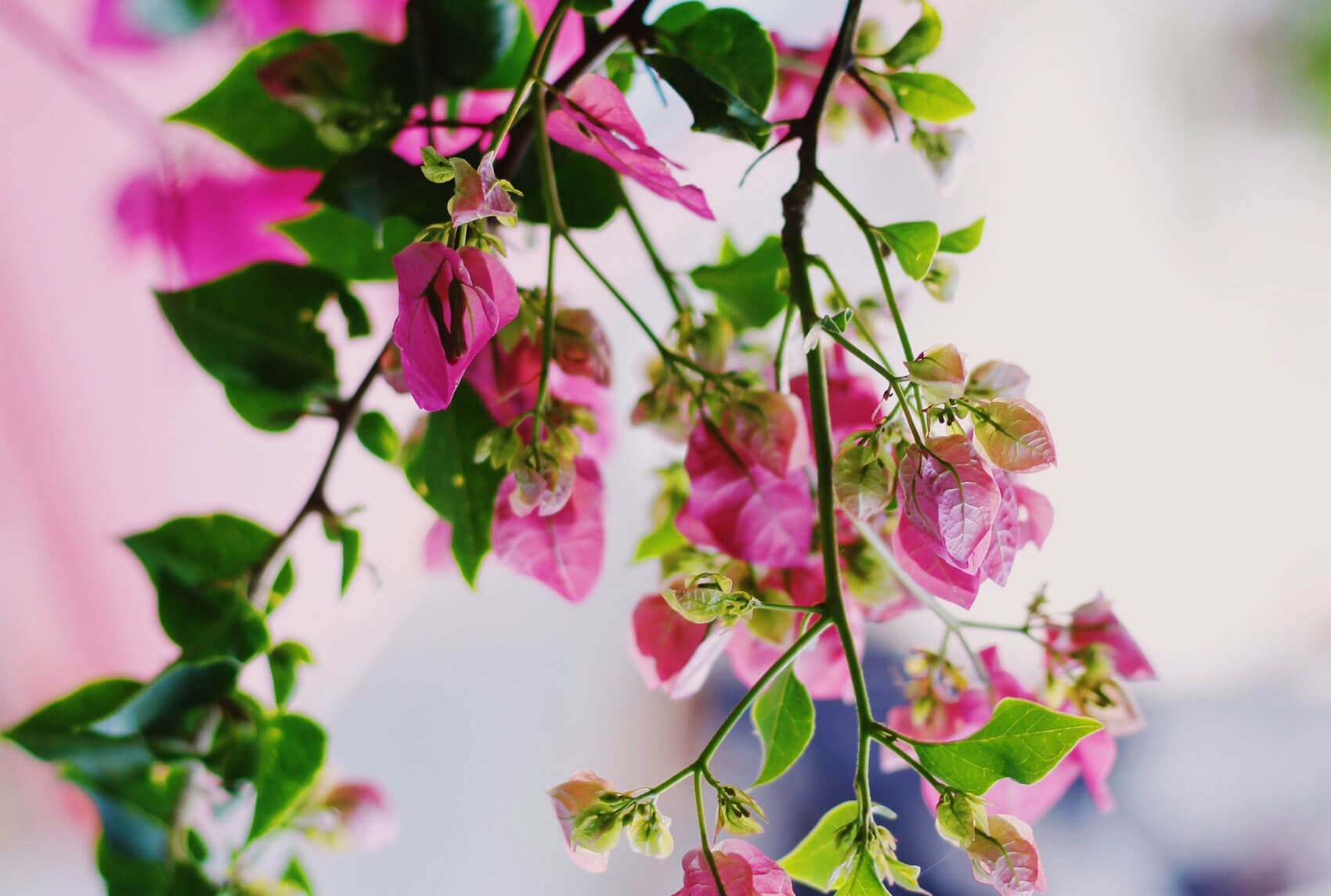 Wake up and smell the roses